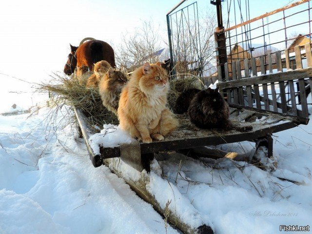 Солянка