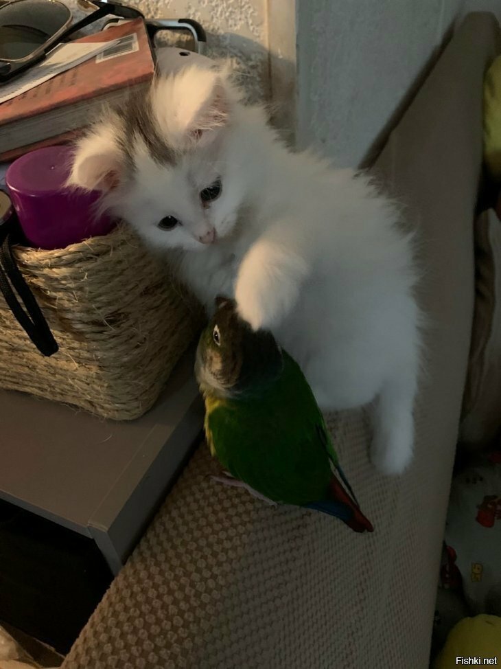 Солянка