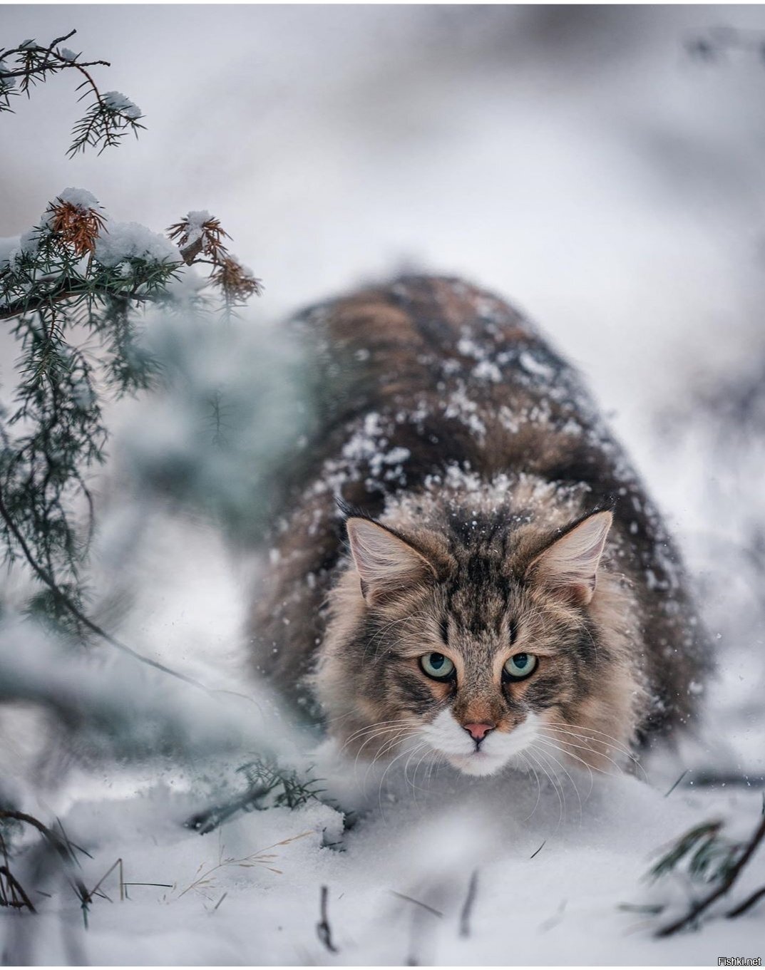 Солянка