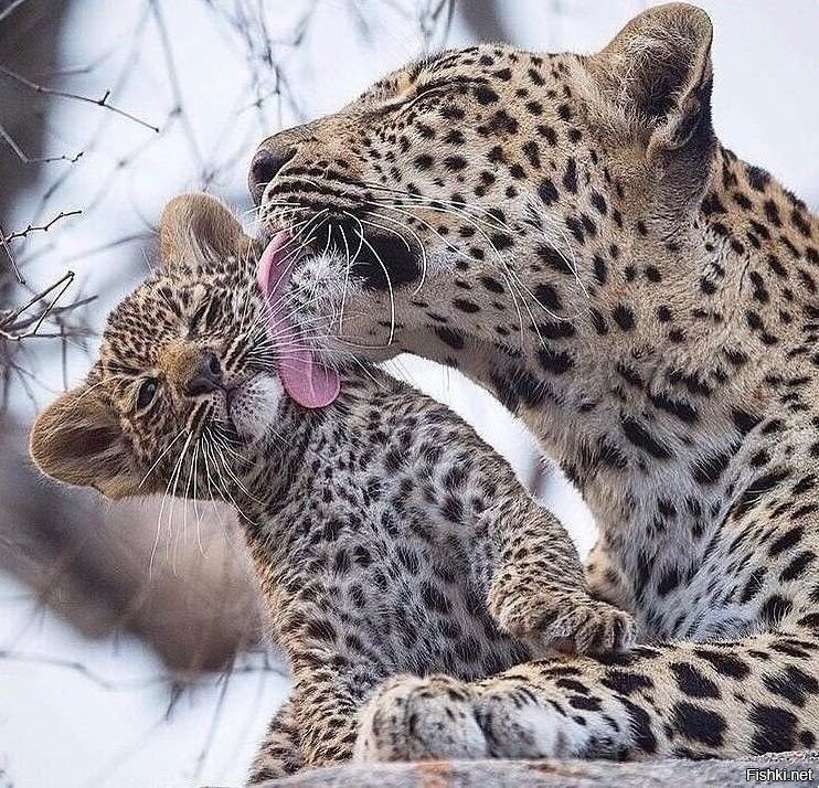 - Ну маам
