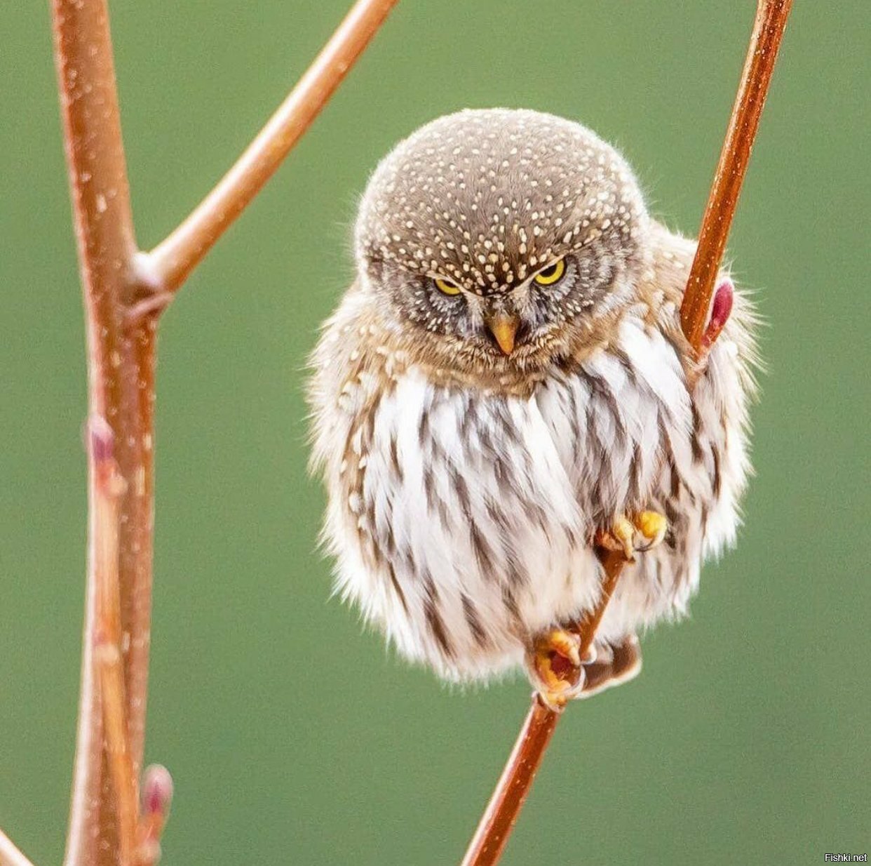 Солянка