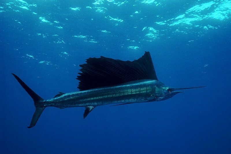 ТОП–10 самых интересных фактов о рыбалке
