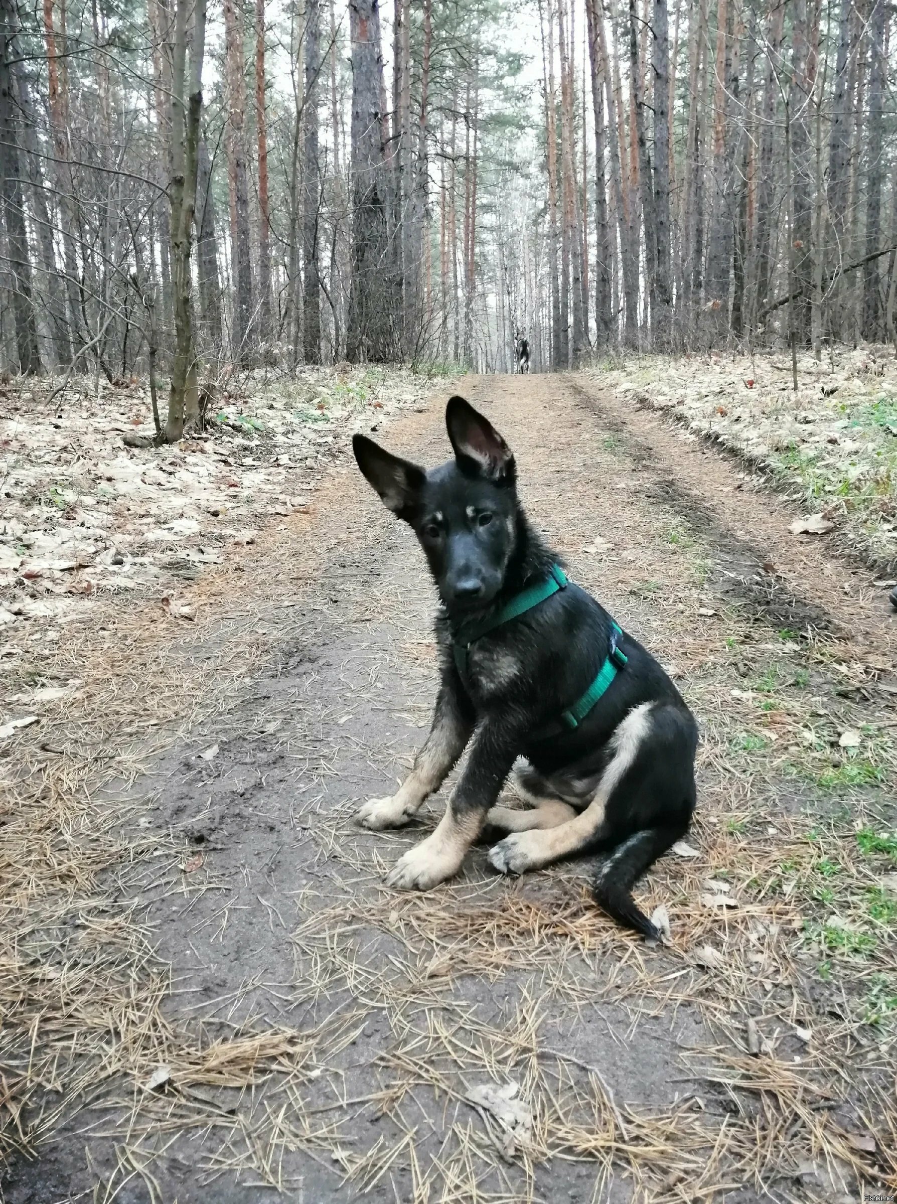 Солянка