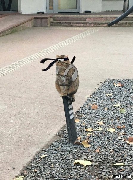 "У самурая нет цели 
