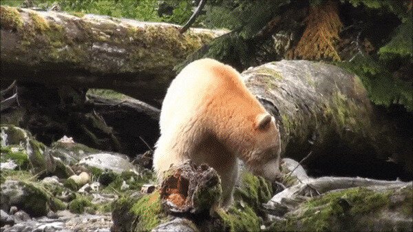 Альбинос
