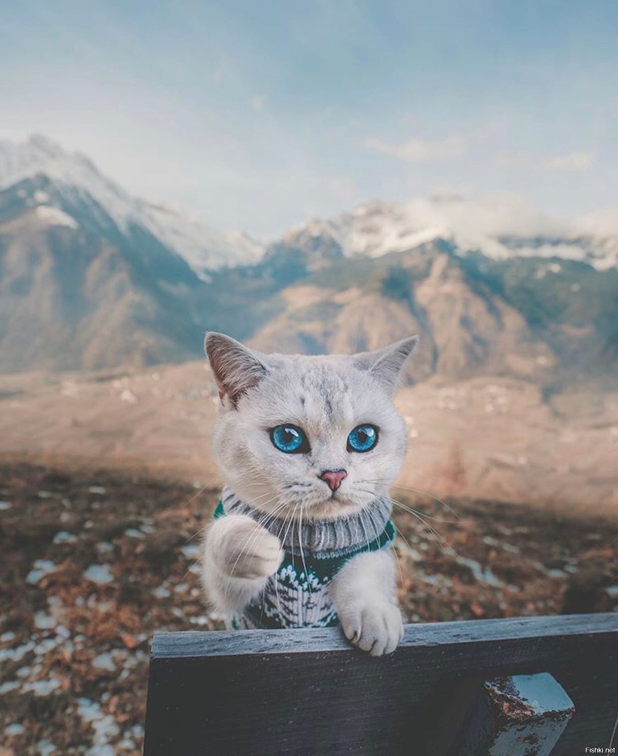 Солянка