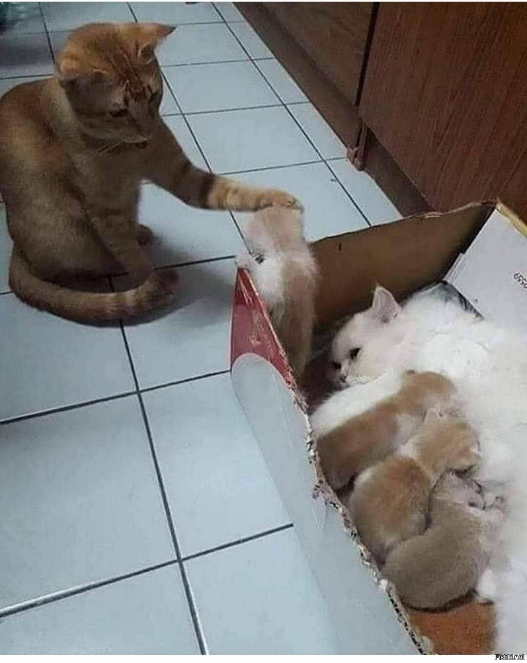 Солянка
