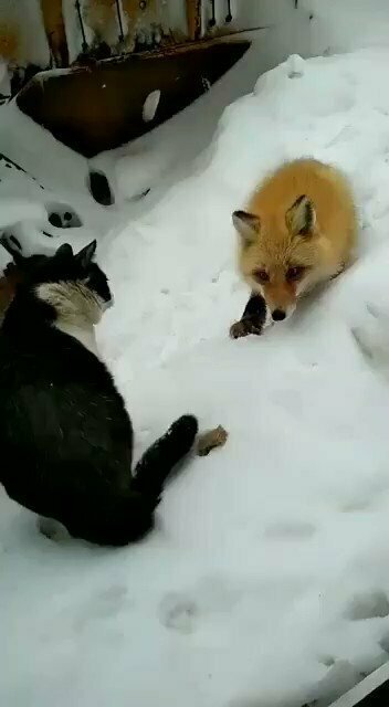 Солянка