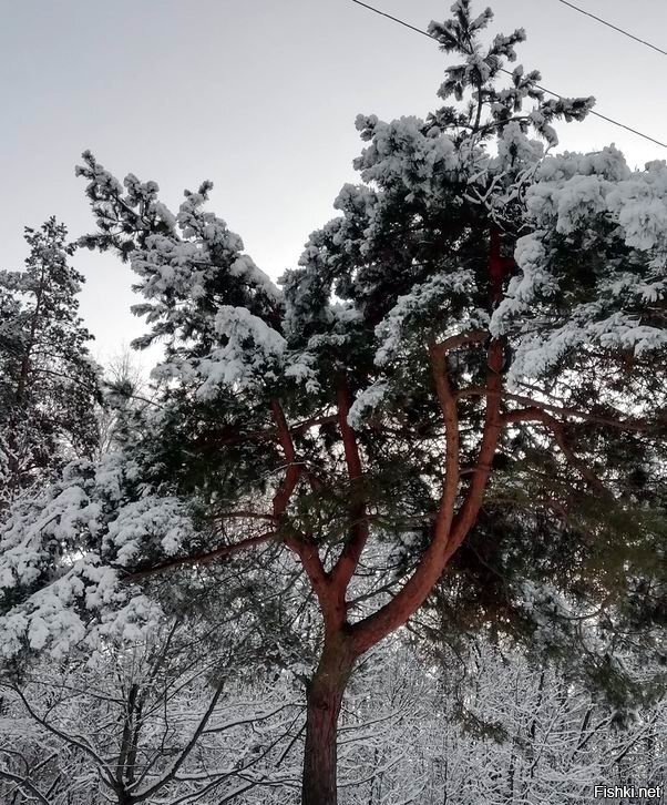 Солянка