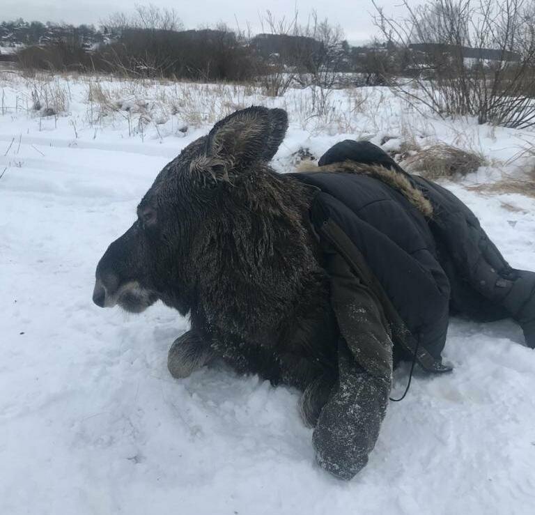 Спасение провалившейся под лед лосихи в Нижегородской области