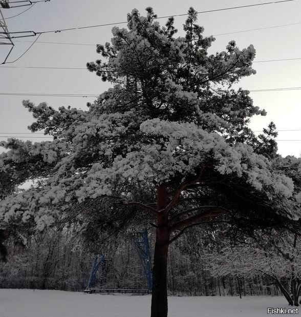 Солянка