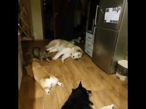 Кот крадётся среди спящих собак