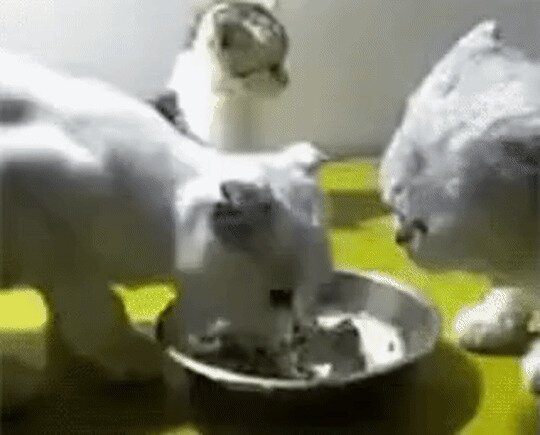 Солянка