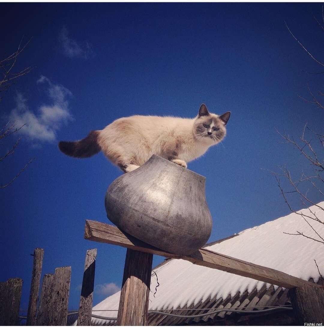 Солянка