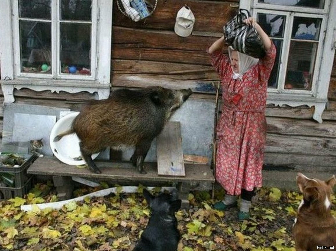Найди КОТА 