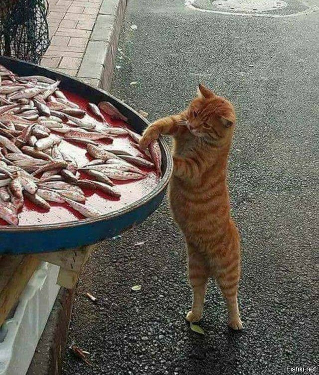 Им бы только поправить