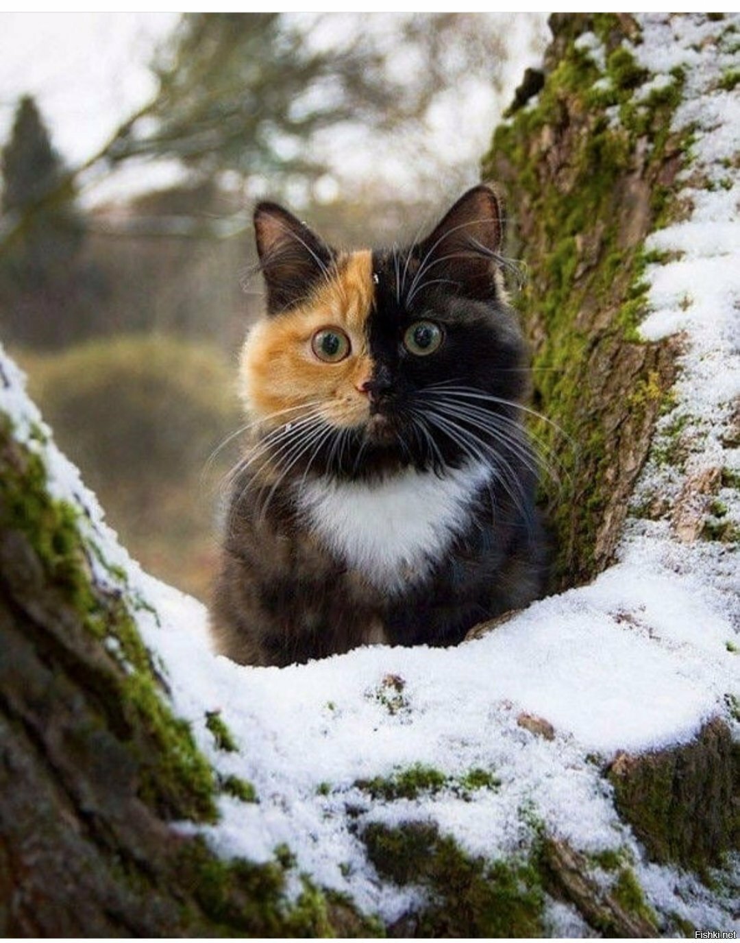 Солянка