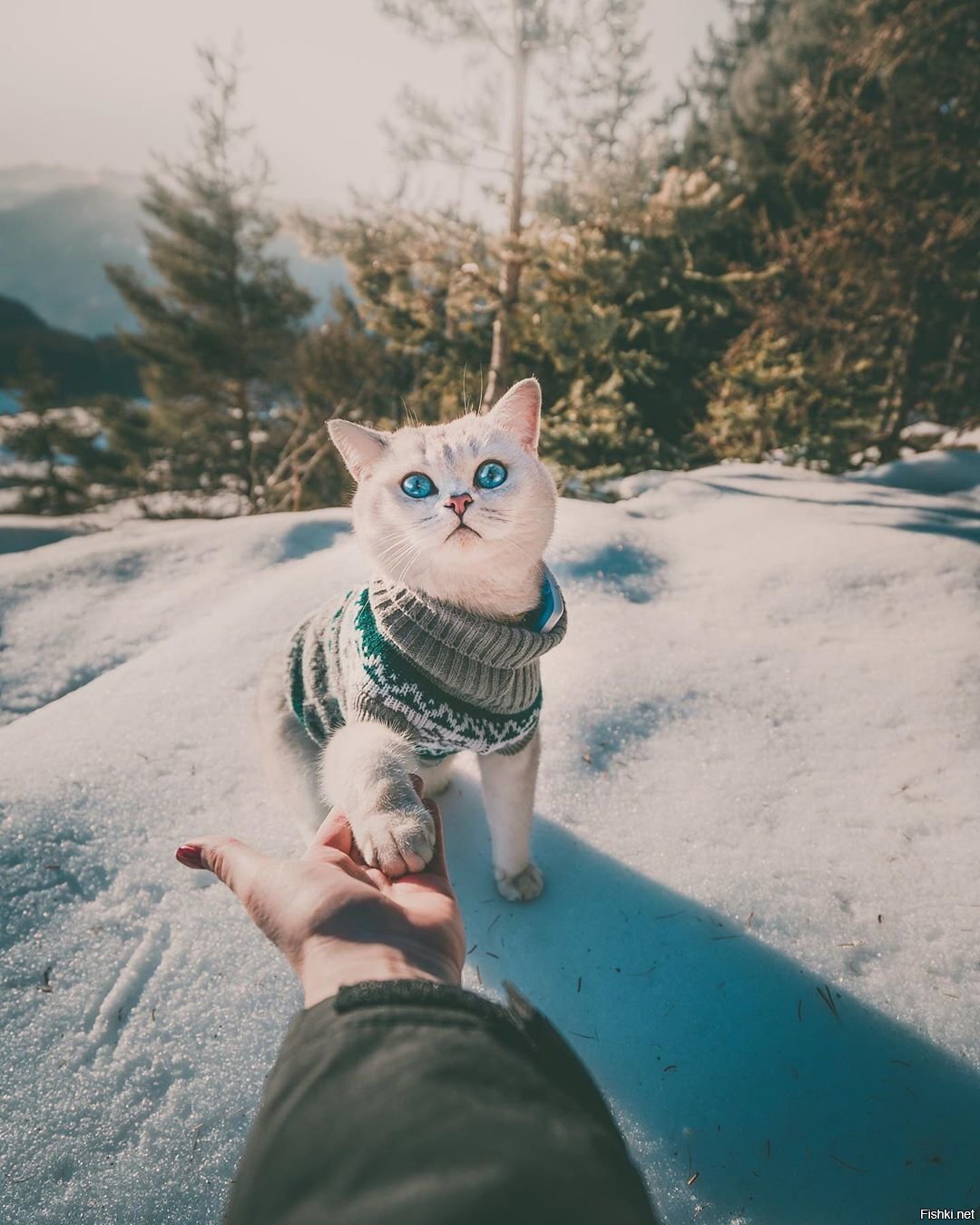 Солянка