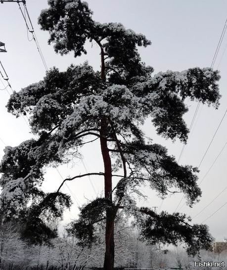 Солянка