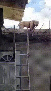 - Уже бегу, Сутулая, бегу