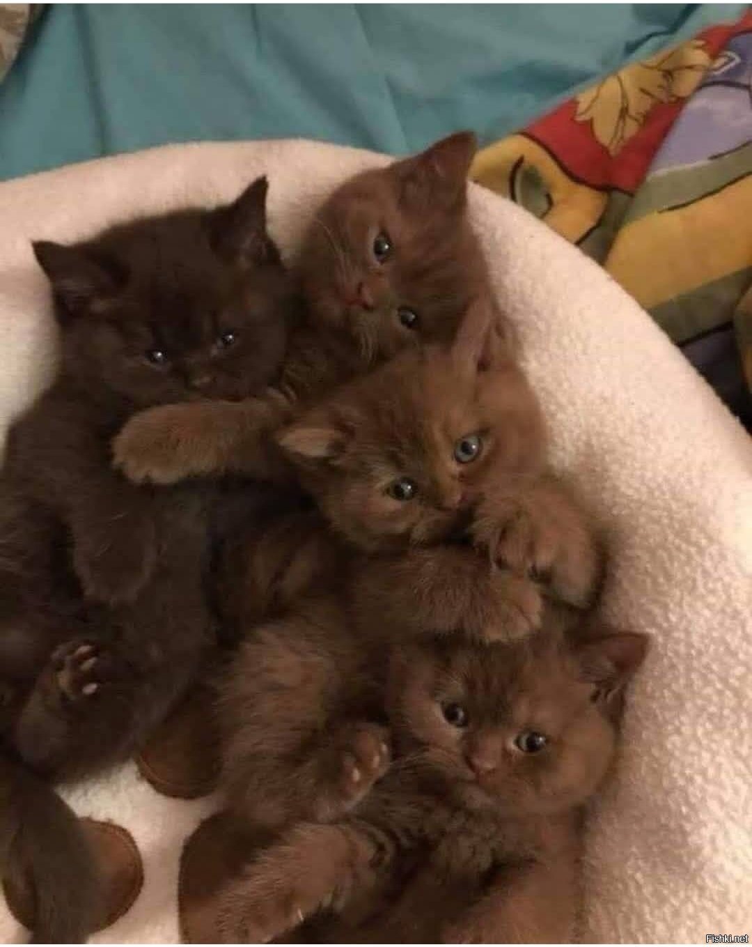 Солянка