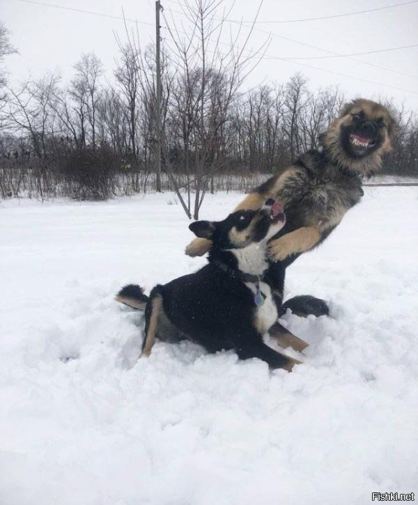 Солянка