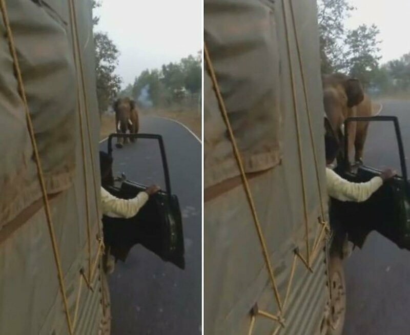 В Индии разъяренный слон атаковал грузовик