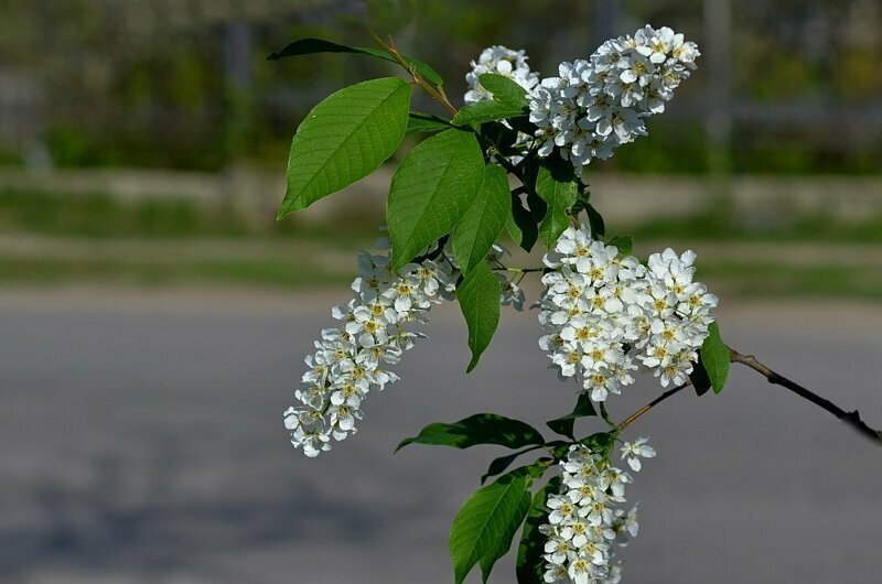 Белая черемуха весны: почему в различных произведениях это дерево связывают с любовью?