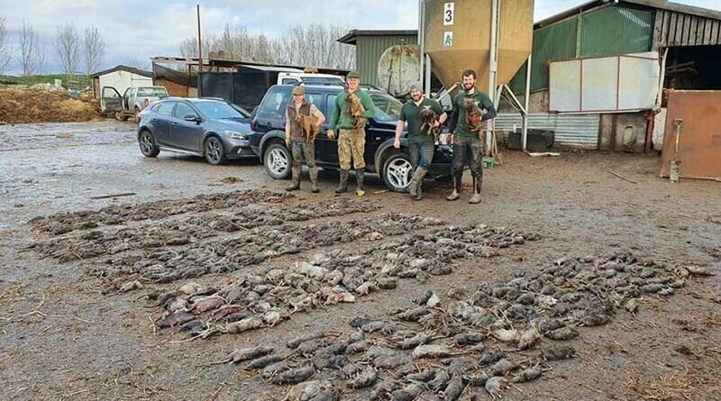 Фермеры истребили грызунов при помощи собак