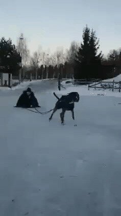 Я тебе что, лошадь ездовая