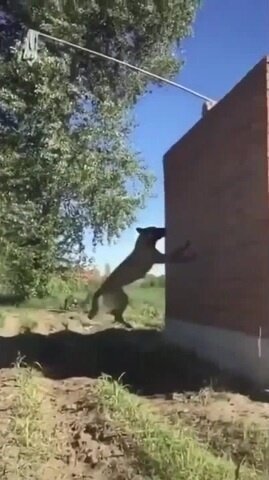 Взгляд у собакена интересный )