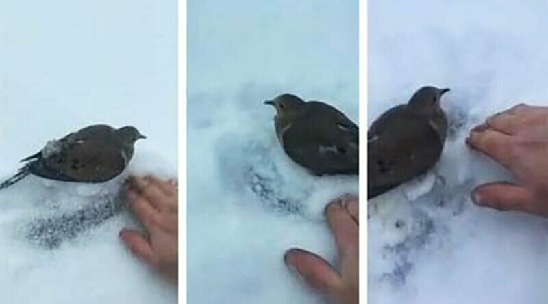 Мужчина помог освободить примёрзшую птицу