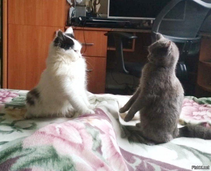 Брэйк