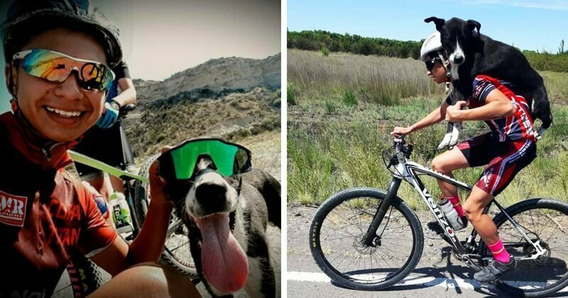 Довезли на плечах: Группа велосипедистов спасла пса от обезвоживания