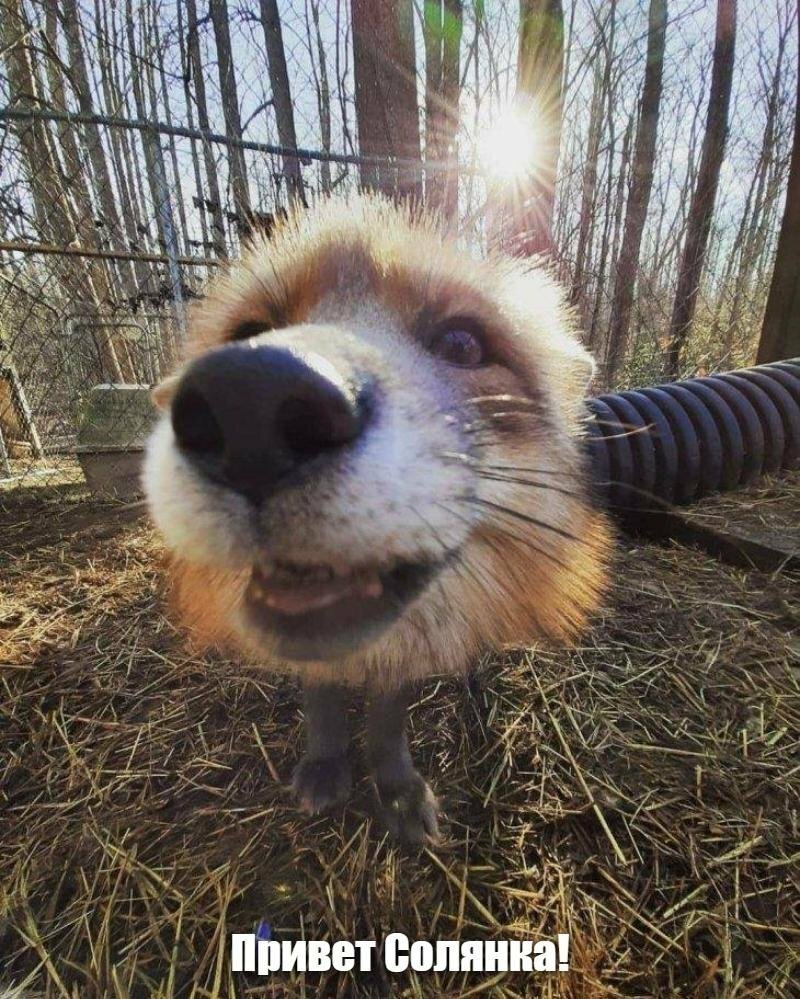 Солянка