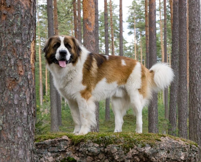 Московская сторожевая собака – что это за порода?