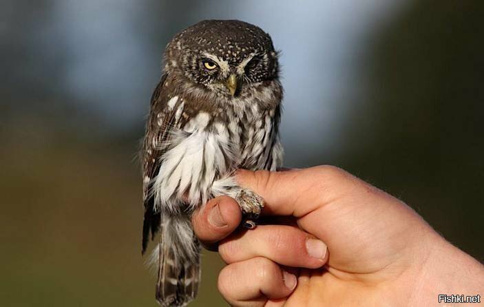 Воробьиный сычик (Glaucidium passerinum) — одна из самых маленьких птиц семей...