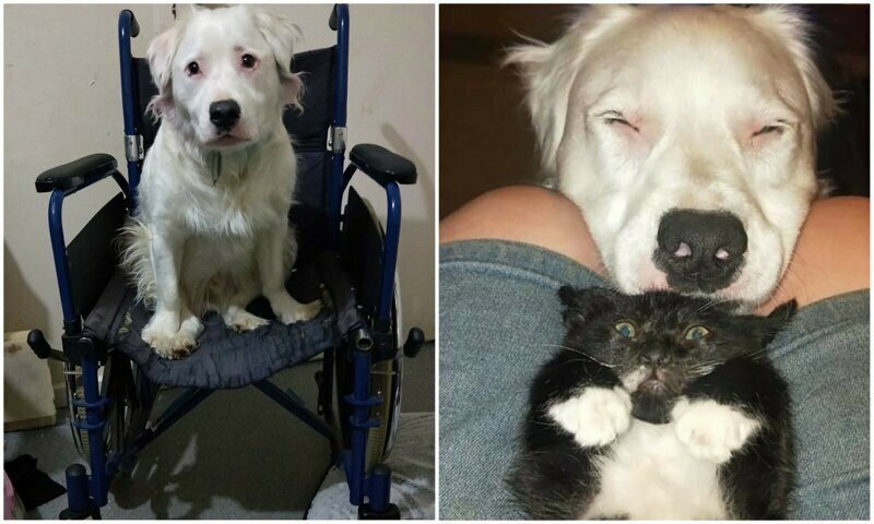 Слепой и глухой пес заботится о животных, которых спасает хозяйка