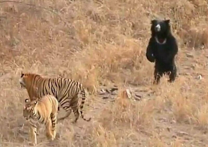 Медведь воспользовался проверенной тактикой и отогнал от себя двух тигров
