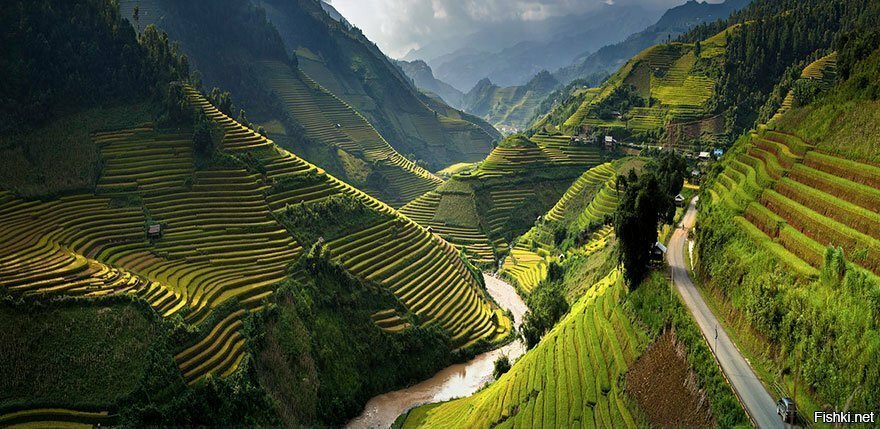 рисовые поля в южной Вьетнам