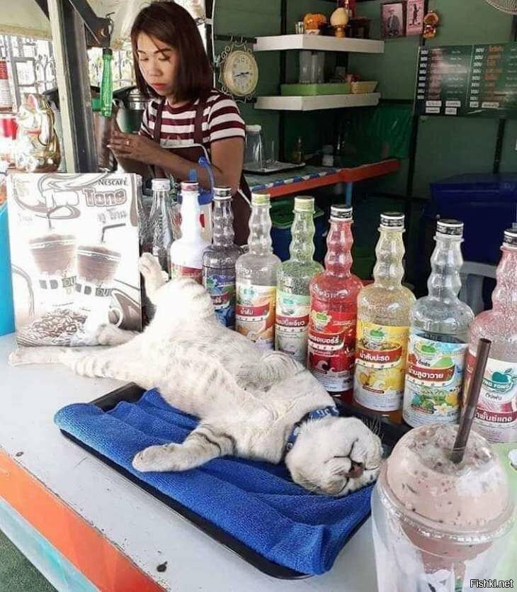 Солянка