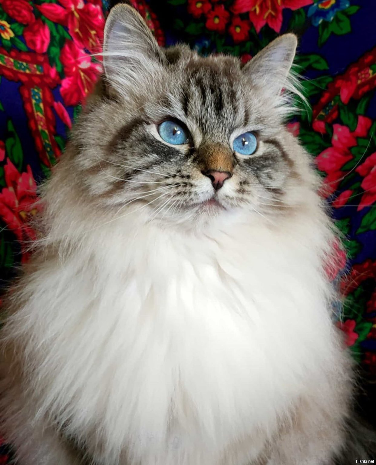 Солянка