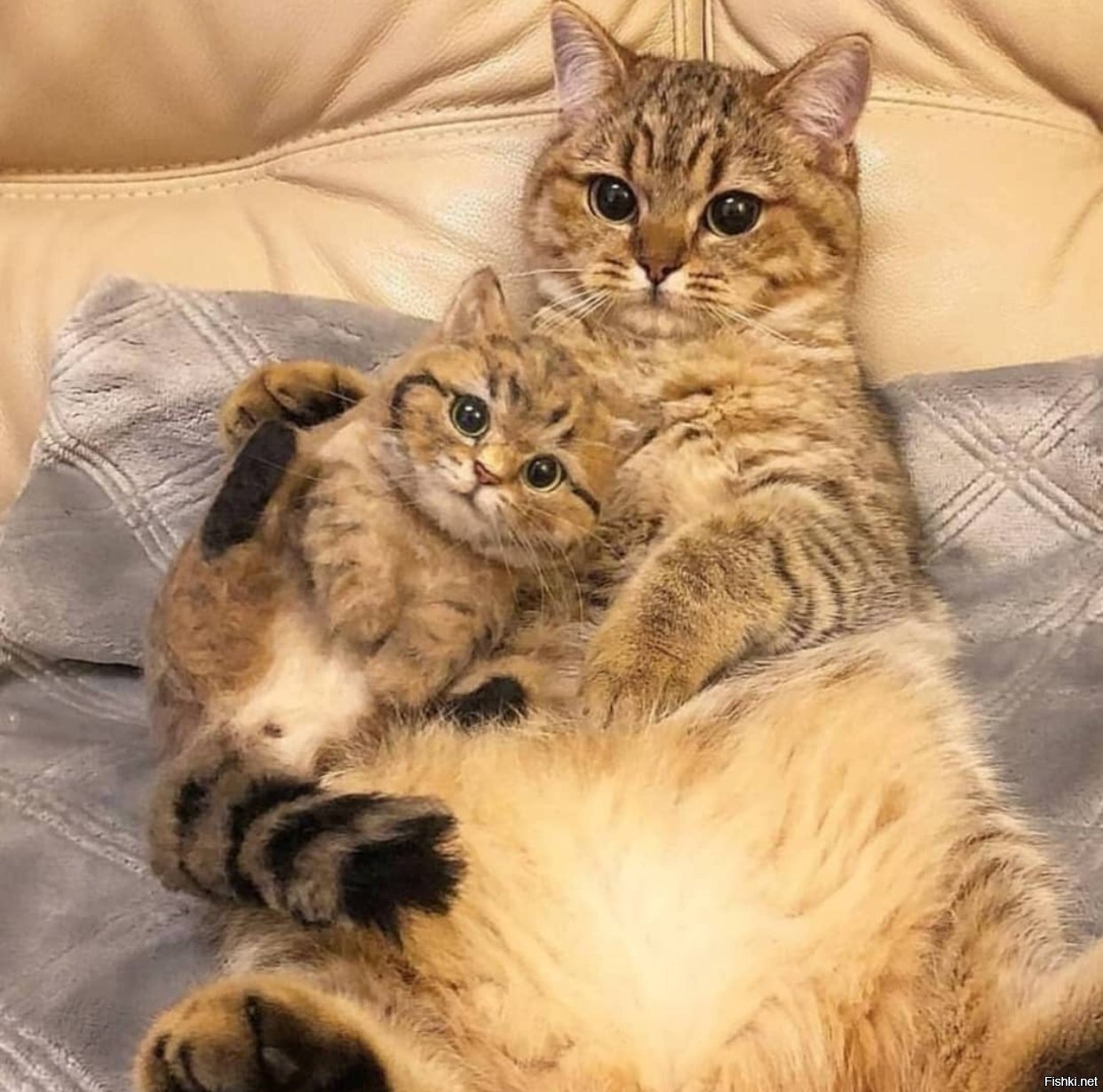 Солянка