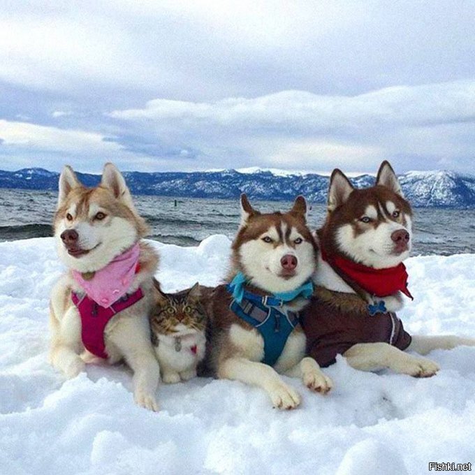 Солянка