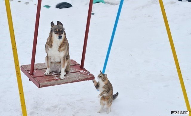 Солянка