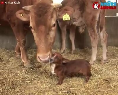 Как собака переживала за свою корову (друга)