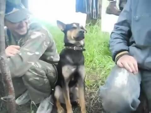 На одной из рыбалок ночью шел дождь, и собака не выспалась