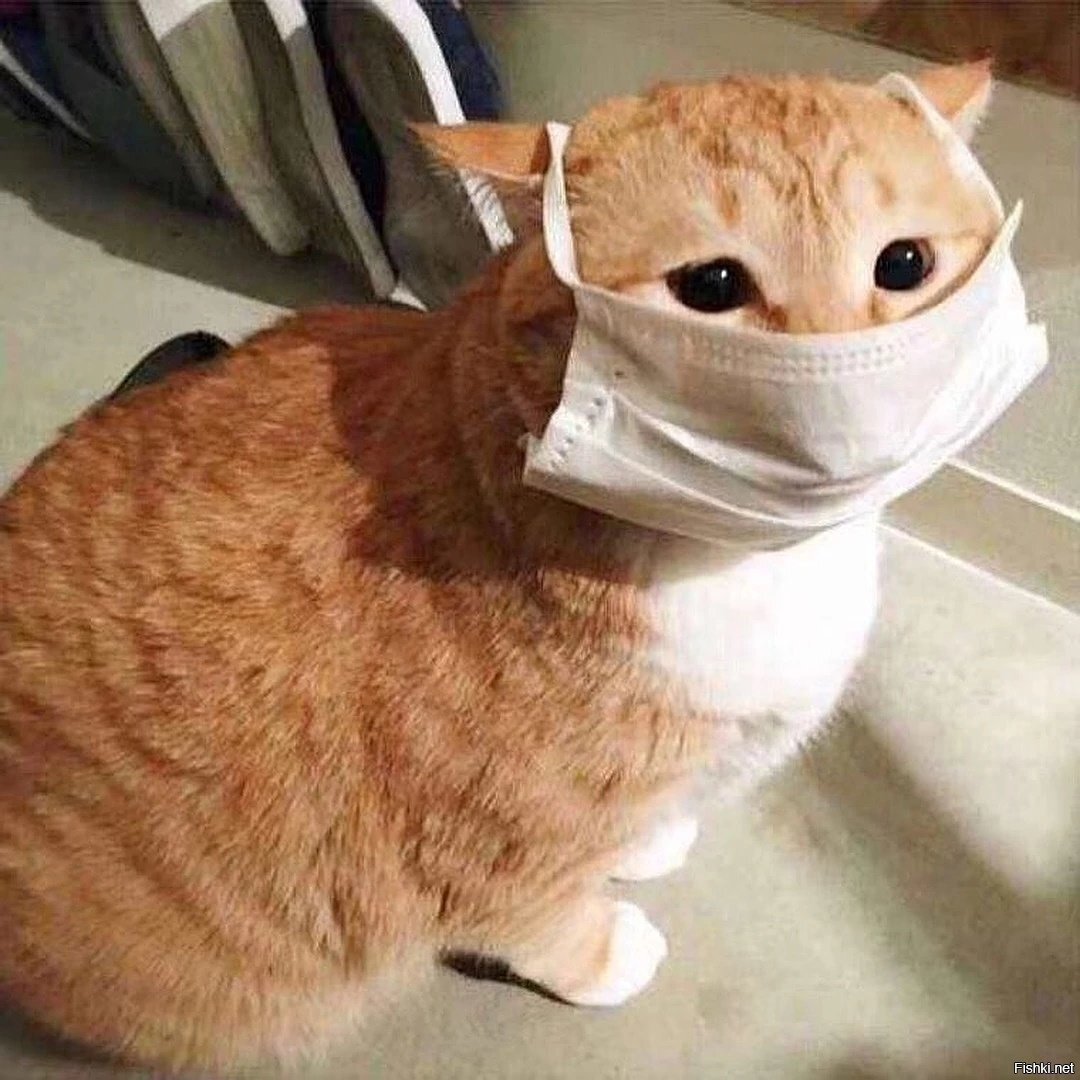 Китайский кот