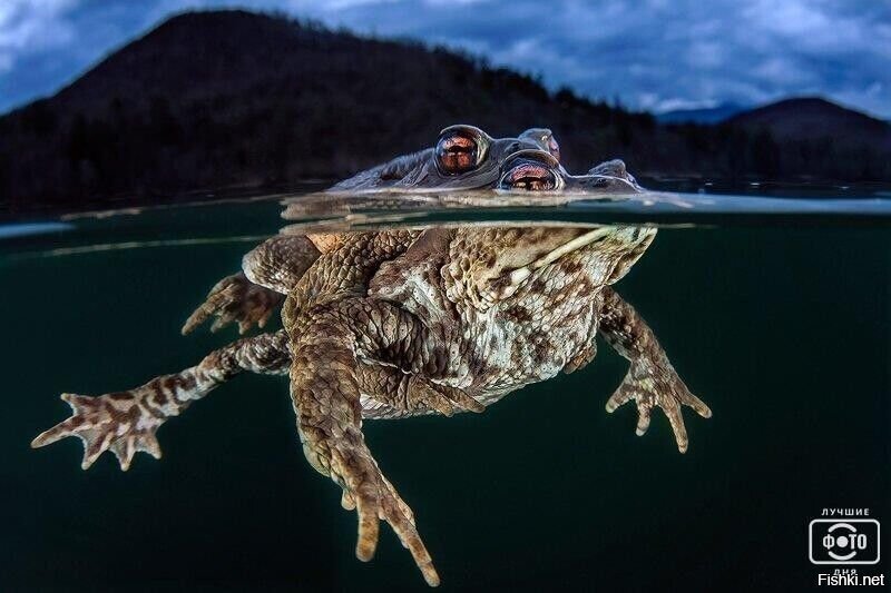 Солянка