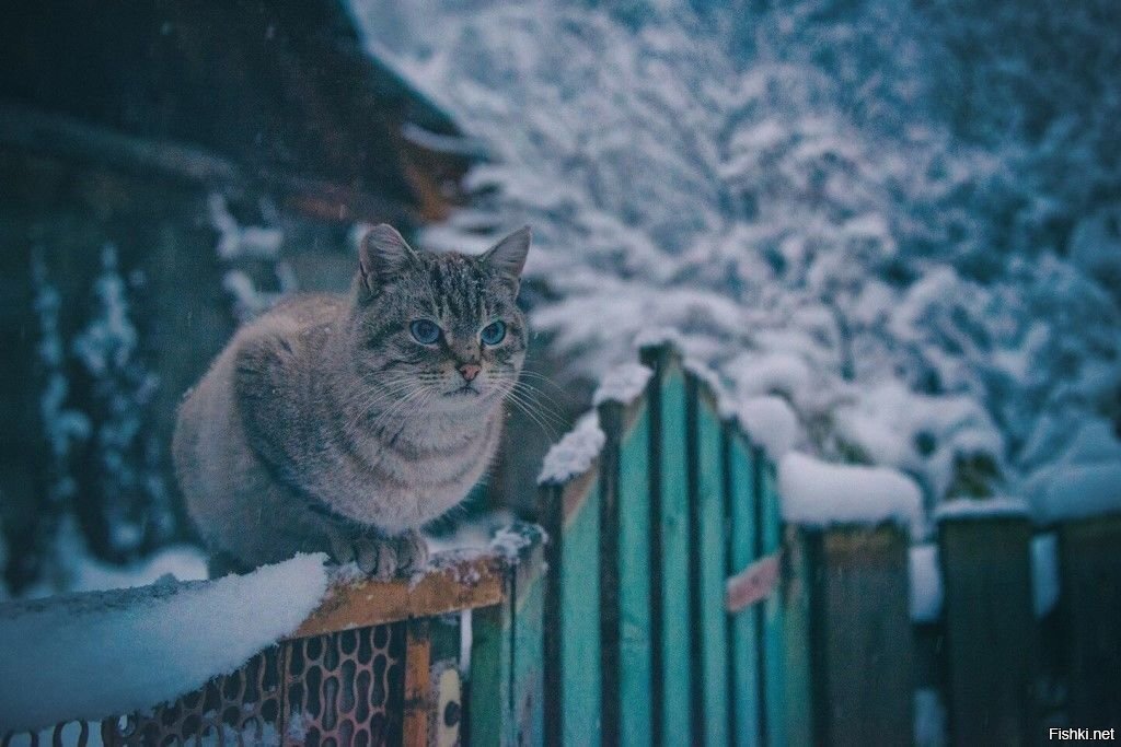 Солянка